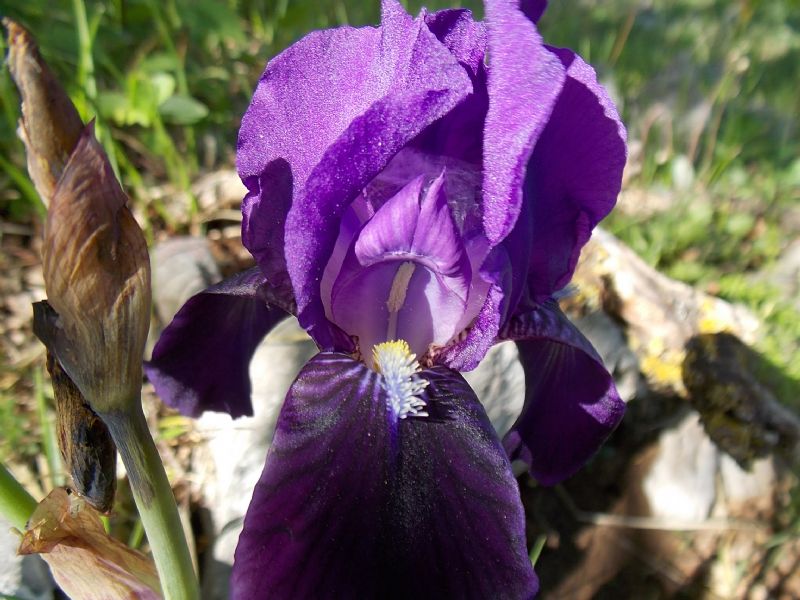 Iris da determinare.